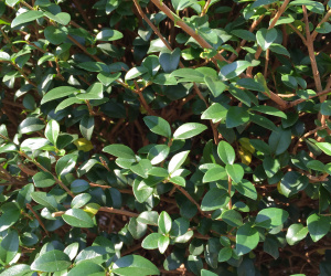 Ligustrum delevayanum 'Jonandrum' - bol op halfstam