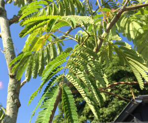 Albizia julibrissin - boomvorm - 14-16 cm