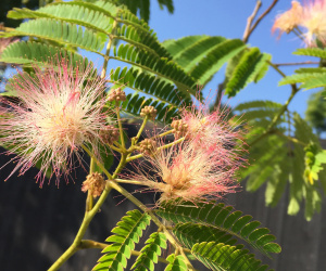 Albizia julibrissin - boomvorm - 14-16 cm