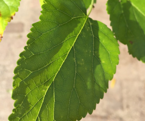 Morus nigra - struikvorm -180/200 cm - 35 Ltr 