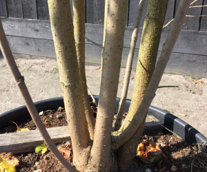 Morus nigra - struikvorm -180/200 cm - 35 Ltr 