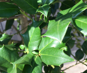 Ilex mutchagara 'Nellie Stevens' - hulst - bol op stam - 50/60 cm 