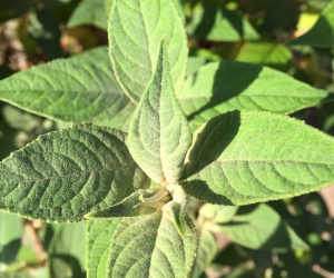 Buddleja 'Blue Chip' - kleine vlinderstruik - 45 liter 