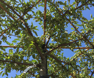 Malus 'Everest' - dakvorm - 20/25cm