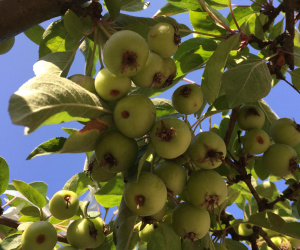 Malus 'Everest' - dakvorm - 20/25cm