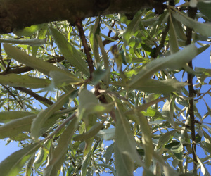 Pyrus salicifolia 'Pendula' - boomvorm - 16/18cm
