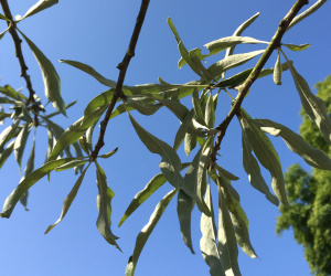 Pyrus salicifolia 'Pendula' - boomvorm - 16/18cm