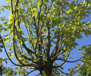 Prunus serrulata 'Kanzan' - boomvorm - 40/45cm