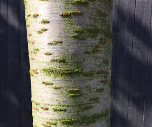 Prunus serrulata 'Kanzan' - boomvorm - 40/45cm