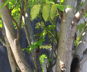 Pterocarya fraxinifolia - meerstammig/struikvorm - 200/250cm