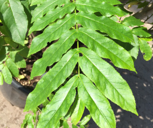 Pterocarya fraxinifolia - meerstammig/struikvorm - 200/250cm