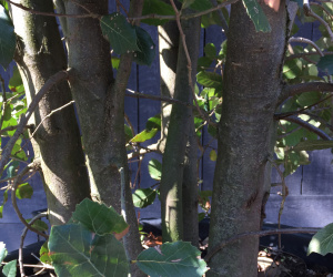 Quercus ilex - struikvorm - 350/400 cm