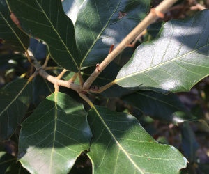 Quercus ilex - struikvorm - 350/400 cm