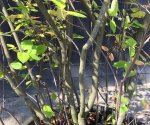 Amelanchier lamarckii - meerstammig, struikvorm