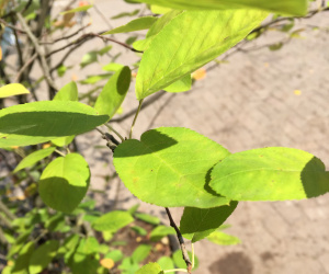 Amelanchier lamarckii - meerstammig, struikvorm
