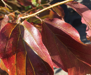 Parrotia persica - Meerstammig/struikvorm - 500+cm - 300 liter
