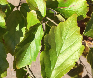 Parrotia persica - Meerstammig/struikvorm - 500+cm - 300 liter