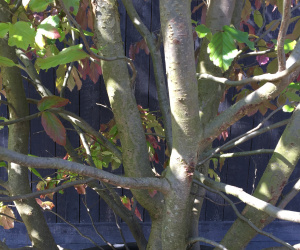 Parrotia persica - Meerstammig/struikvorm - 500+cm - 300 liter