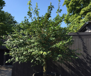 Acer campestre - bol op stam