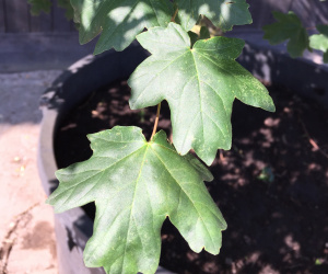 Acer campestre - bol op stam