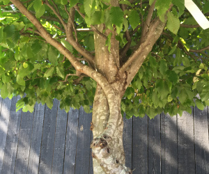 Carpinus betulus - Piramidevorm op stam - 400/450cm