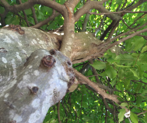 Carpinus betulus - Piramidevorm op stam - 400/450cm
