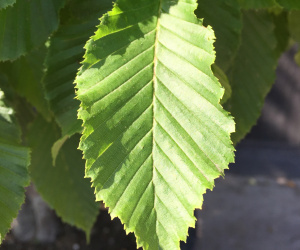 Carpinus betulus - Piramidevorm op stam - 400/450cm