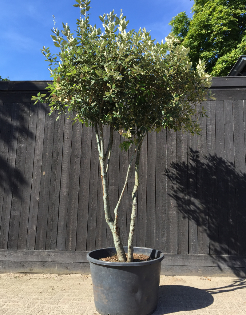 Quercus ilex - Meerstammig - 200/220 cm