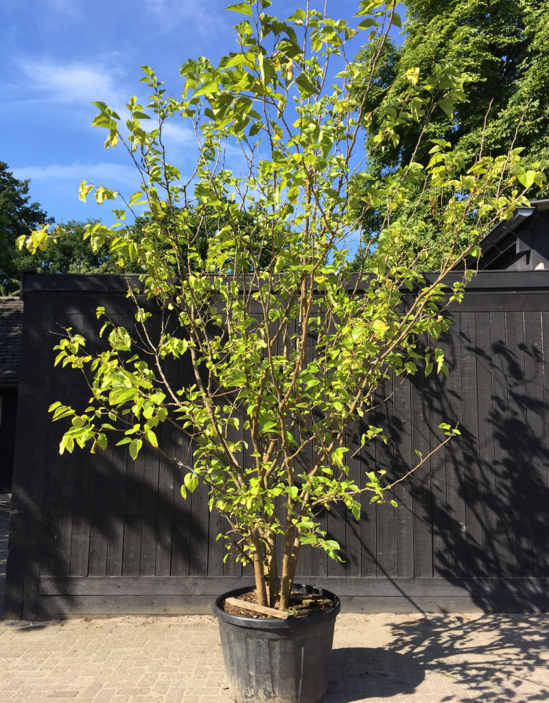 Morus nigra - meerstammig - 250/300 cm