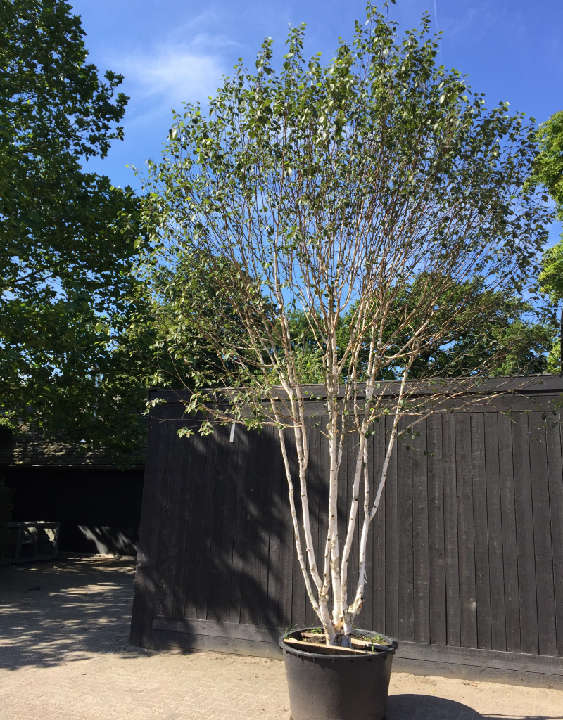 Betula utilis - meerstammig - 400/450 cm - 285 Liter - himalaya berk