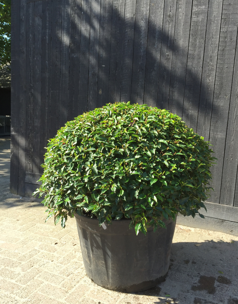 Prunus lusitanica 'Angustifolia' - bolvorm - 100/110cm