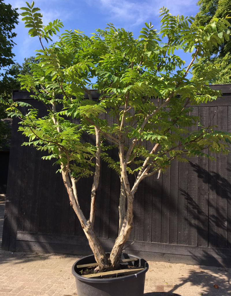 Pterocarya fraxinifolia - meerstammig - 200/250 cm