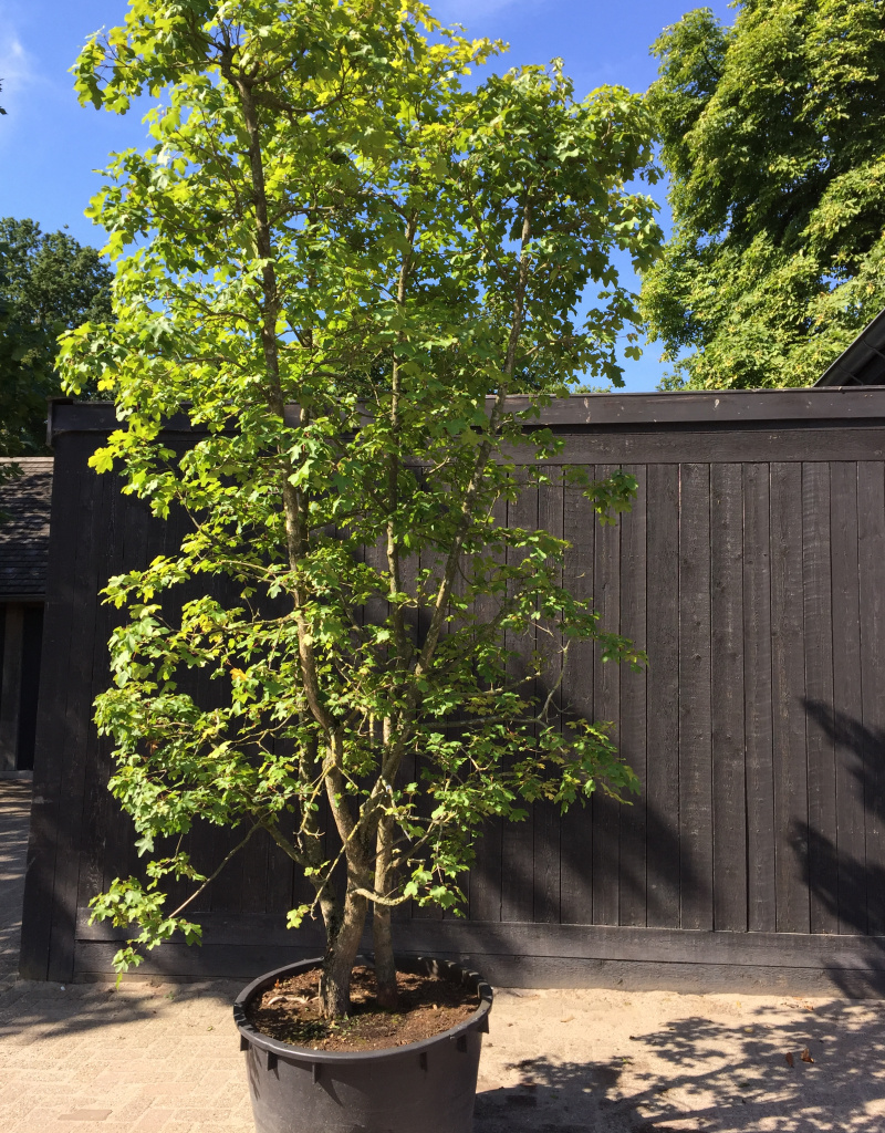 Acer campestre - meerstammig - 300/350 cm