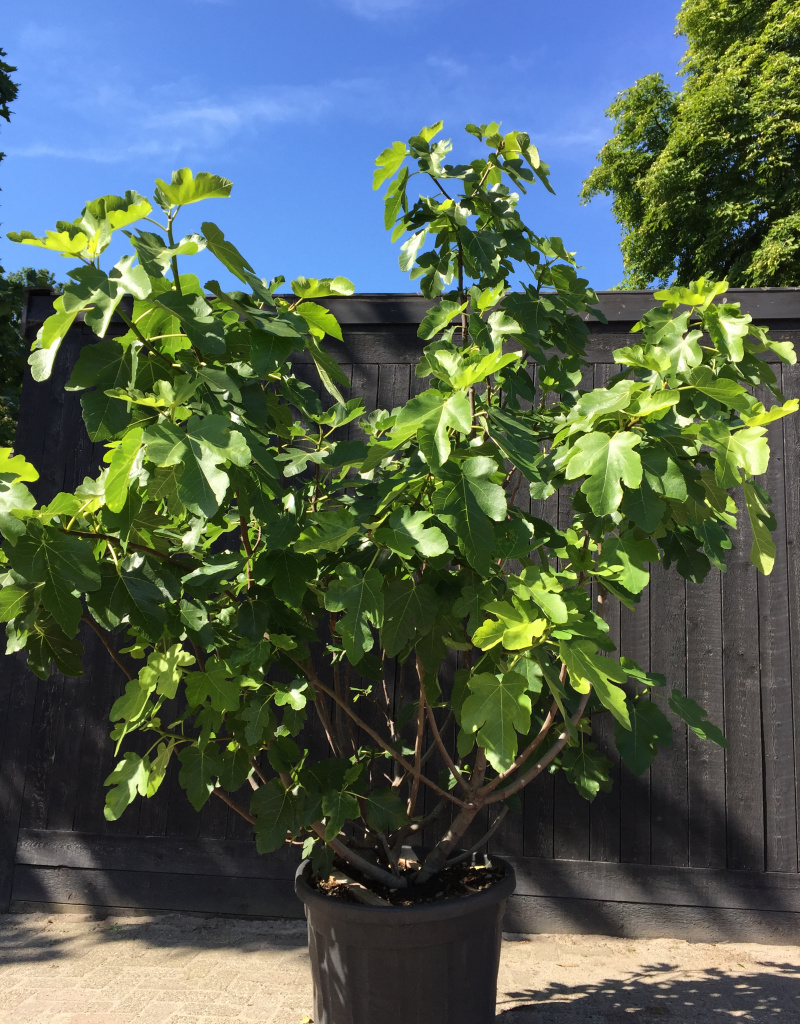 Ficus carica - meerstammig - 200+cm