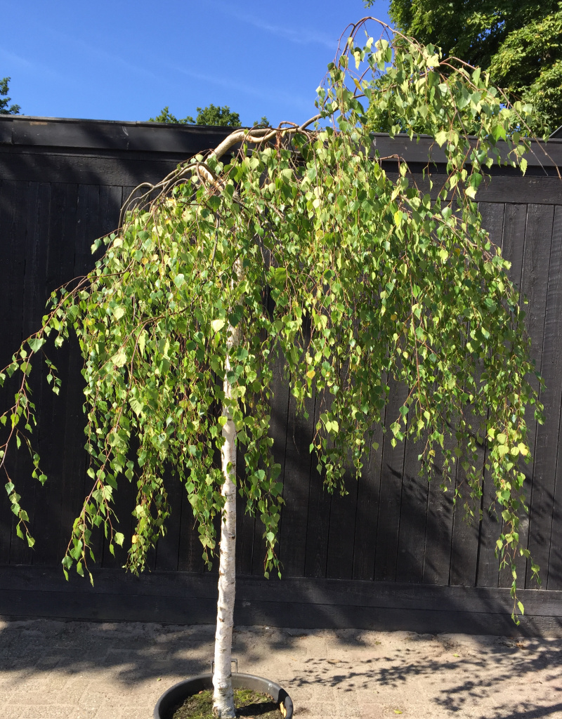 Betula pendula 'Youngii' - Prieelberk - 14/16cm