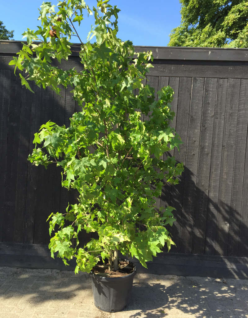 Liquidambar styraciflua - meerstammig/struik - 200/250cm
