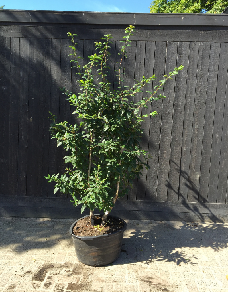 Mespilus germanica - struikvorm - 120/140 cm