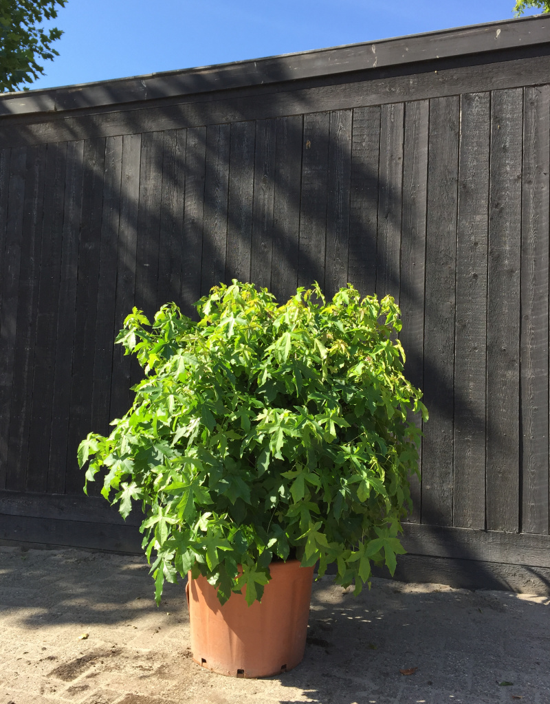 Liquidambar styraciflua 'Gum Ball' - struikvorm- klein