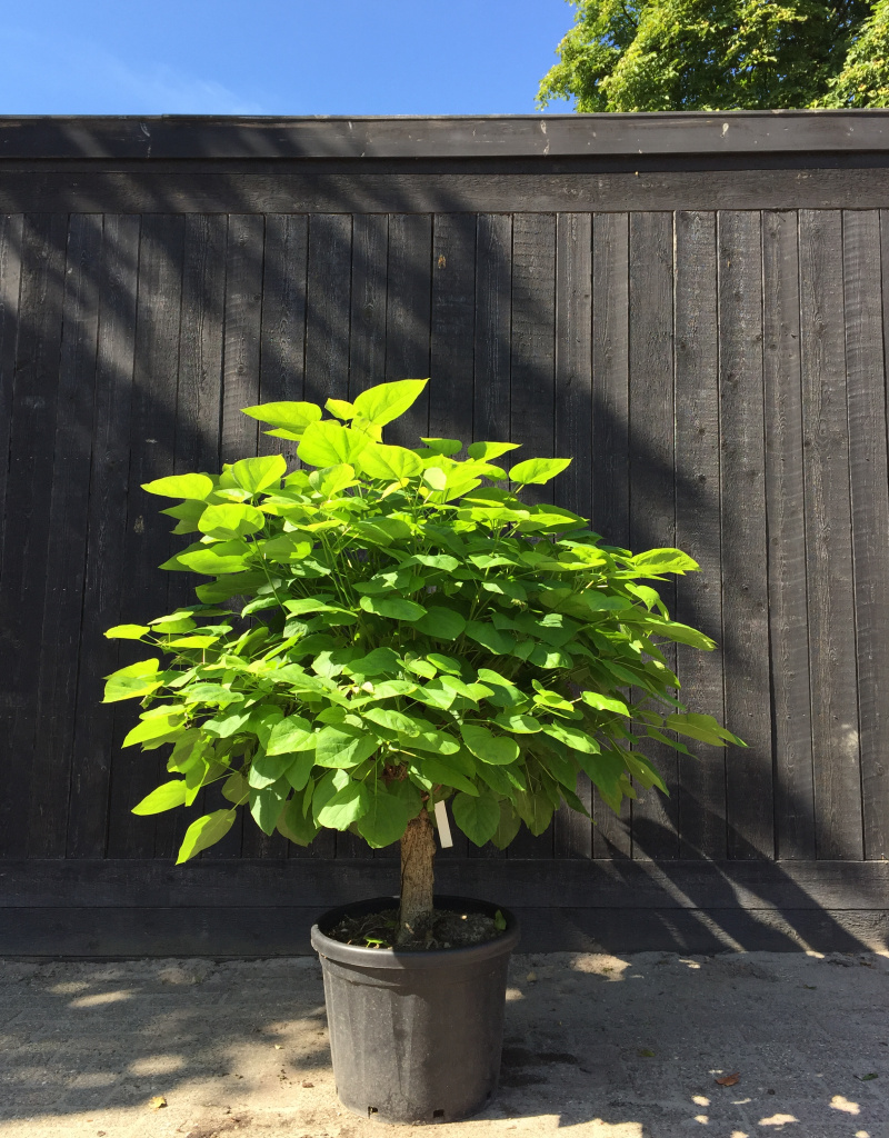 Catalpa bungei - laagstam - solitair