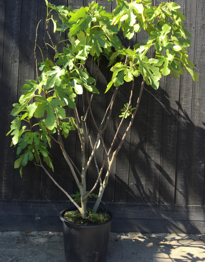 Ficus carica - meerstammig - 125/150 cm - vijg
