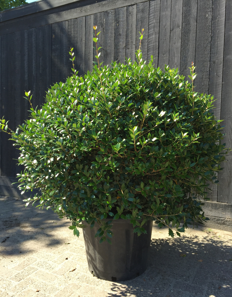 Osmanthus heterophyllus - bolvorm - 100+cm