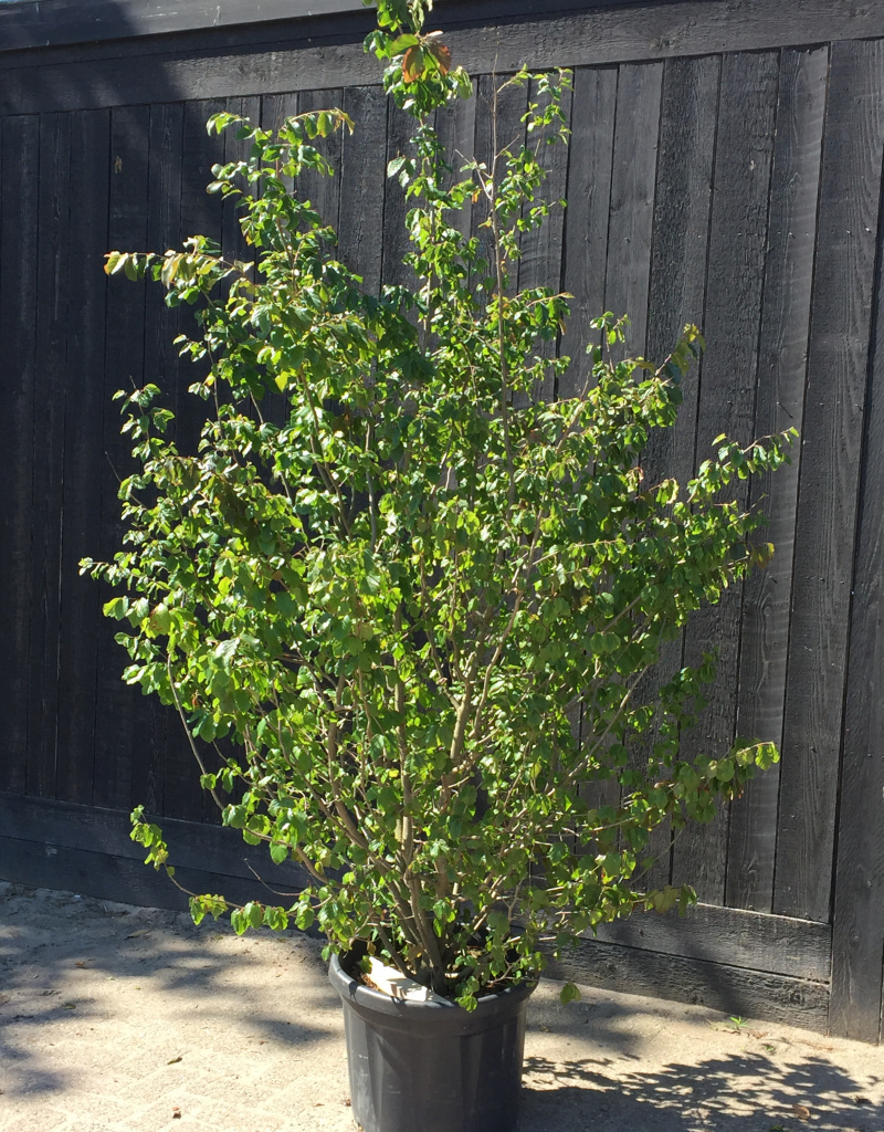 Parrotia persica - struikvorm - 180/200 cm - 45 liter