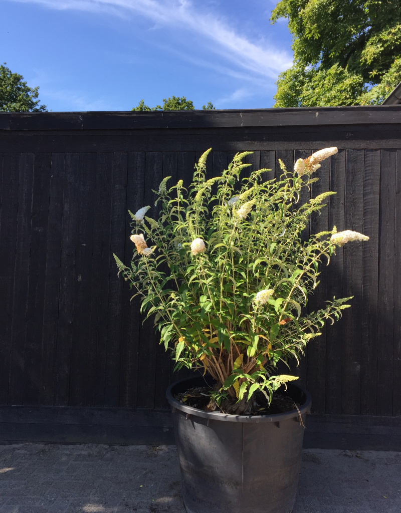 Buddleja davidii (wit) - vlinderstruik - 200cm