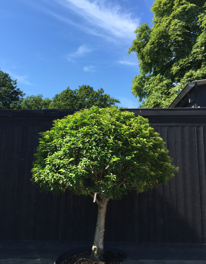 Prunus lusitanica - bol op stam - 30-35 cm