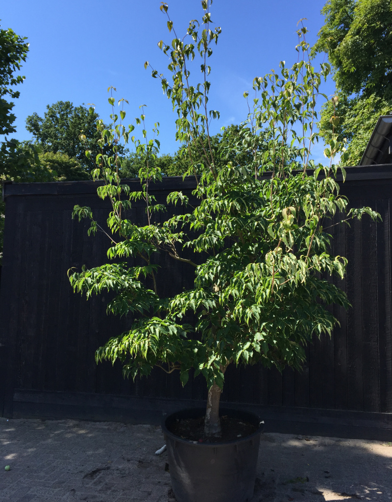 Cornus kousa 'Milky Way' - solitair
