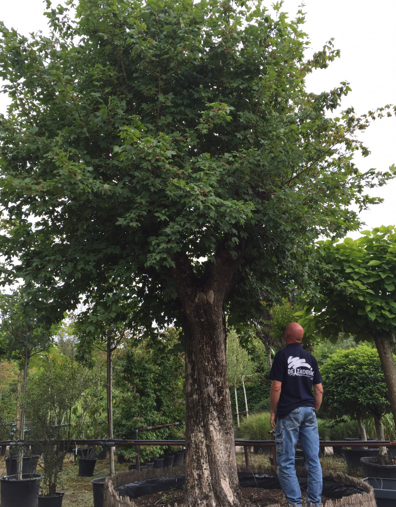 Acer campestre - oude knotvorm - 130-140cm