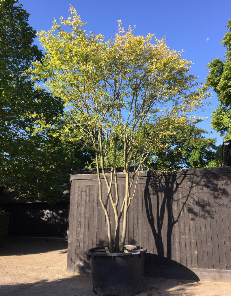 Amelanchier lamarckii - 500/600cm - meerstammig