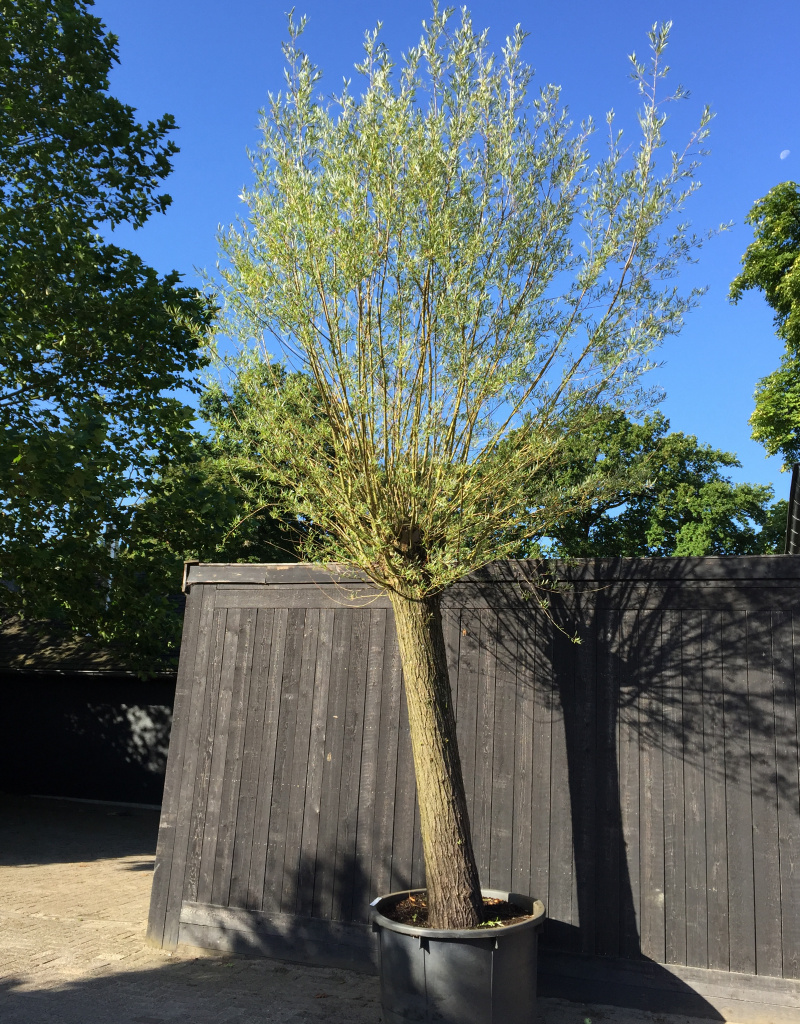 Salix alba - knotvorm - 80/90 cm