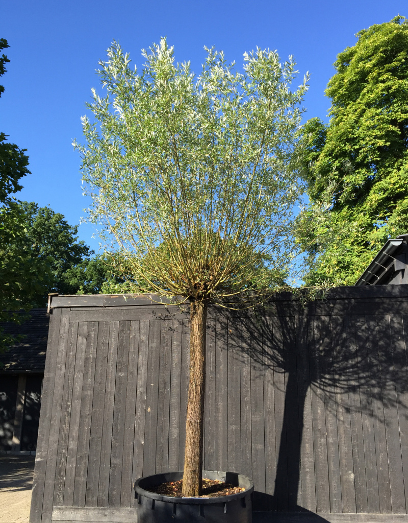 Salix alba - Knotvorm - 50/60 cm 