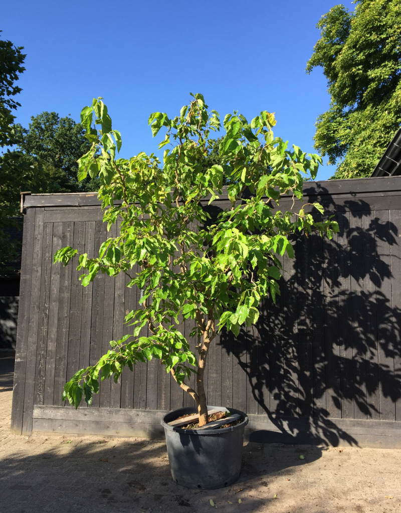 Morus alba 'Tortuosa' - kronkelmoerbei - 200/250 cm